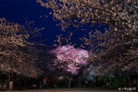 桜ライトアップの画像