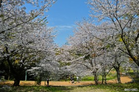 桜の画像